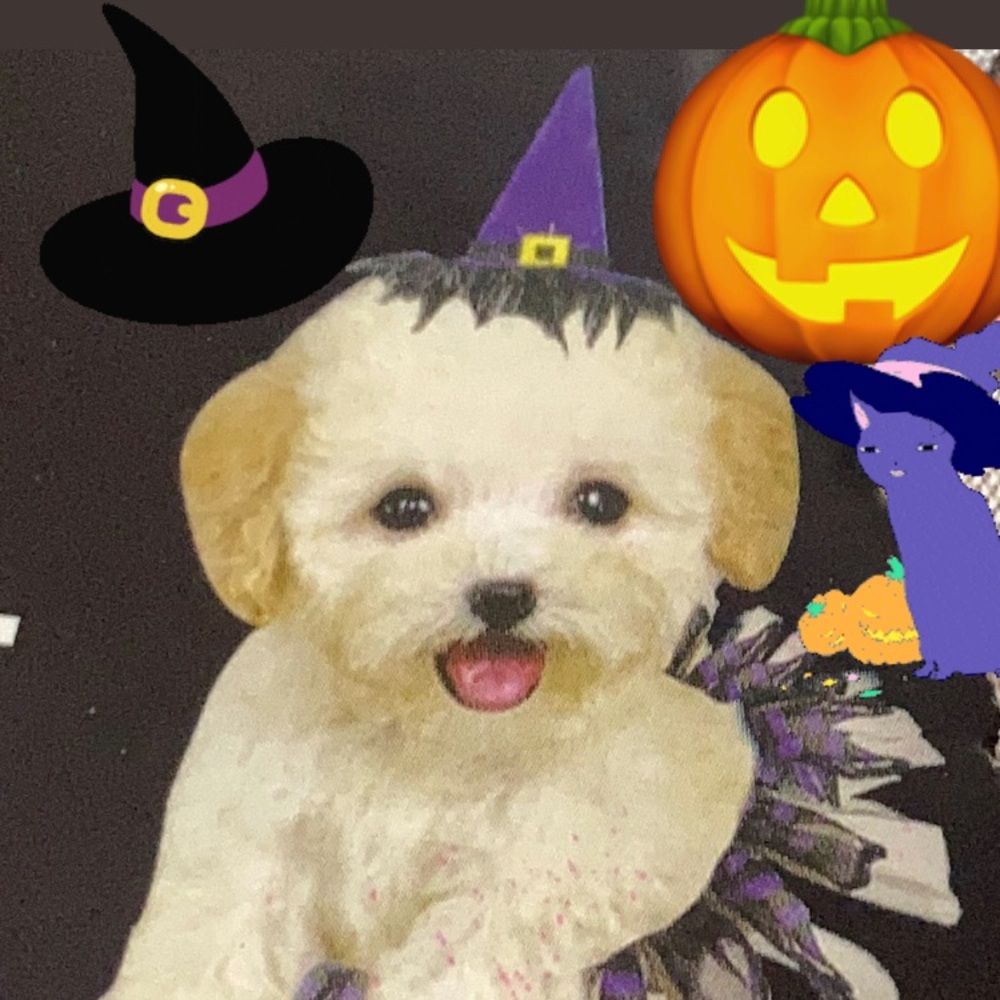 Instant Pet Witch Costume dog